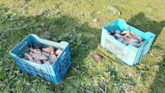 Инспектори на ИАРА освободиха 140 кг риба, хваната в бракониерски мрежи в Бургаско