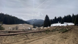 Задържаха 22 незаконно отсечени смърчови дървета в землището на смолянското