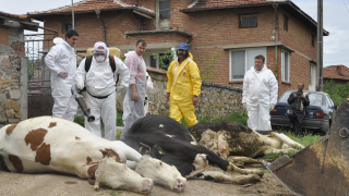 Нодуларният дерматит стигна до Пазарджик, умъртвяват над 100 говеда 