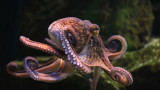По какво си приличат хората и октоподите