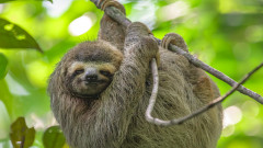 В Световния ден на ленивеца - няколко любопитни факта за бавното животно