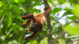 Популациите на диви животни бозайници птици земноводни влечуги и