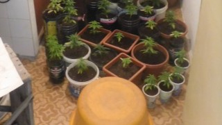 Полицията в разби мини наркооранжерия По време на акция по