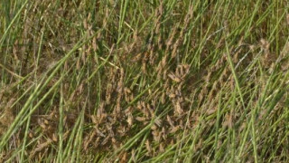 Българска агенция по безопасност на храните БАБХ предприема мерки за