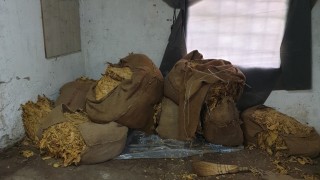 Полицаи иззеха 5400 кг тютюн по време на спецакция в Ихтиман