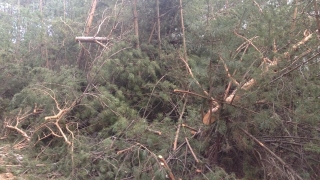 Търсят кой отсече 138 дървета край Вършец