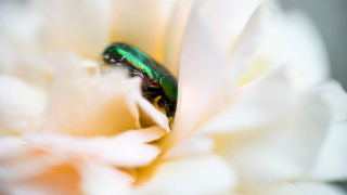 Японски бръмбар не е открит във Франция но има голяма