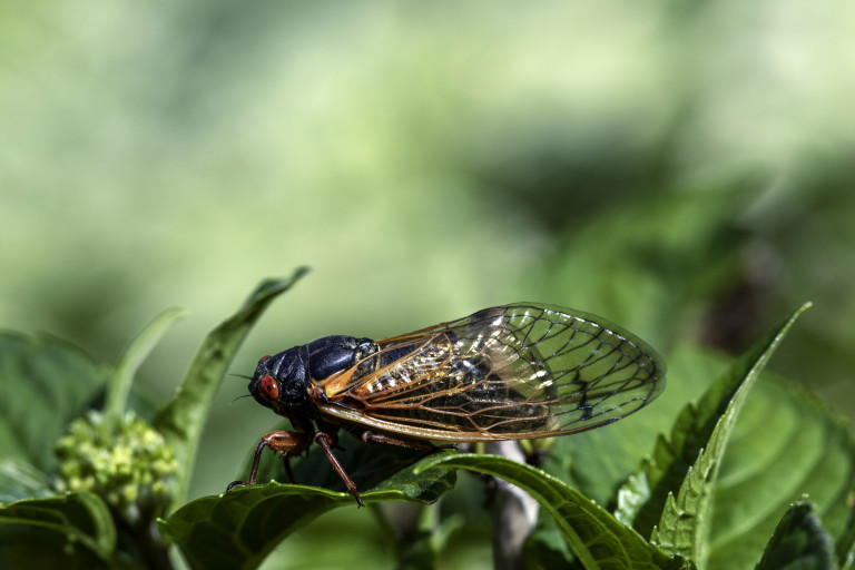 Мъжките цикади са в действителност гръмогласни