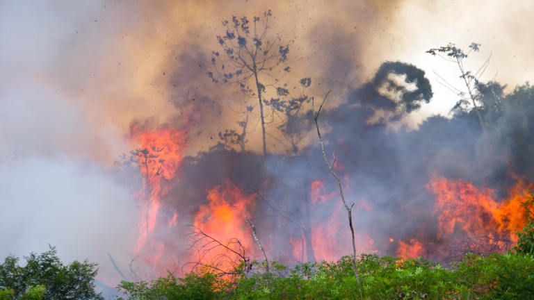 Истинската причина за пожарите в Амазония