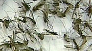 Държавата се мобилизира срещу комарите