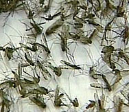 Пръскат 45 000 декара край Силистра срещу комари 