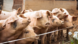 Африканската чума качи цената на свинското със 7% за месец