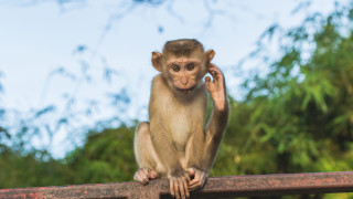Маймуни под стрес - същите като нас