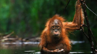 Защо Малайзия подарява орангутани срещу палмово масло