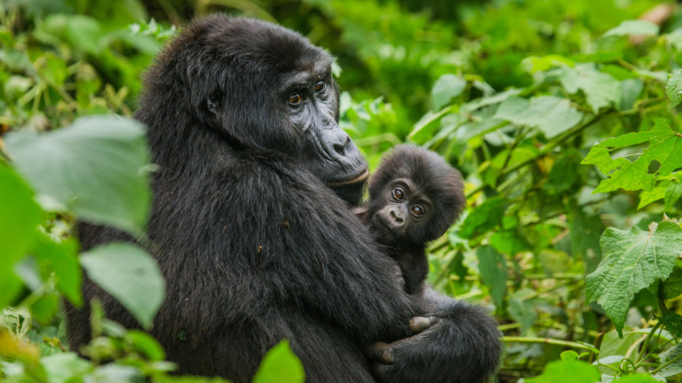 Голямата новина за горилите от Уганда