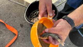 Над 400 хил малки риби шаран са пуснати в язовир