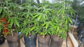 Във Варна разкриха оранжерия за канабис