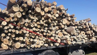 Загина работник в дърводобивна фирма, затиснат от ремарке в Тервел