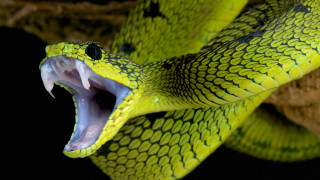 Само при мисълта за отровна змия почти всеки човек е