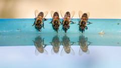 Пчелите отново изненадват с умения - ето колко могат да оцелеят под вода