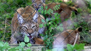 Рисовете в България ще изчезнат ако няма закон за опазването