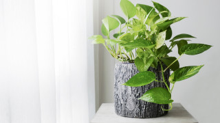 Домашното растение, което пречиства въздуха