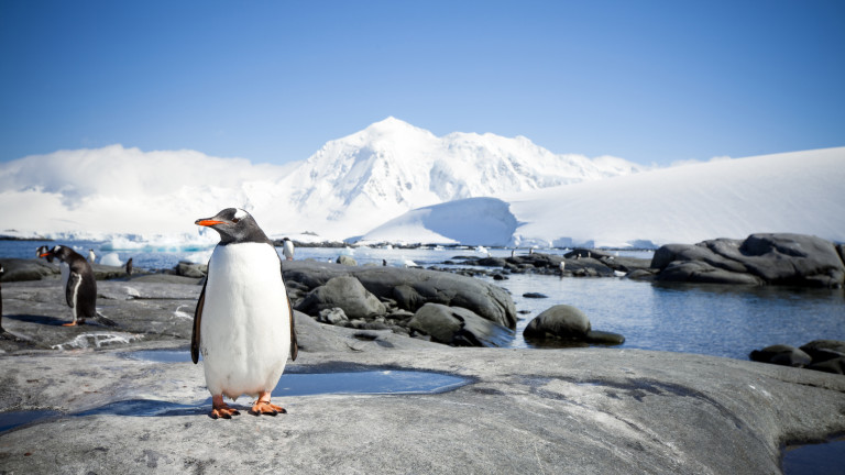 Учени нанесоха на карта началото на нова екосистема на Антарктическия