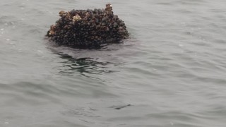 Унищожената мина край Варна можела да потопи малък кораб