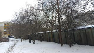 Граждани алармират за планирано изсичане на над 40 здрави дървета