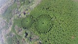 "Кръглите" гори в Япония
