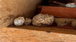 Иззеха значителни парични суми и различни видове наркотици при спецакция