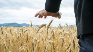 Качеството на сръбската пшеница накара румънската индустрия да се снабдява