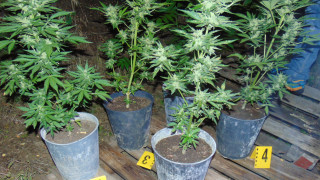 41 годишен мъж е хванат докато продава марихуана по време на