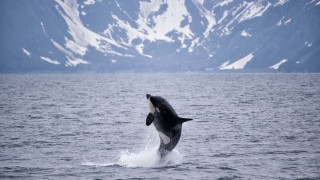 Над 150 косатки заседнаха на изолиран плаж в австралийския щат