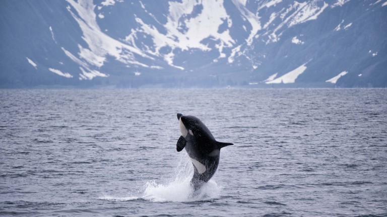 Косатката, която преплува над 8000 километра