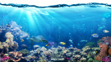 Нарастването на CO2 на планетата уврежда живота в моретата
