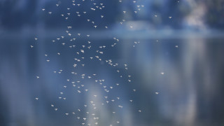 Пазете се от комари, съветват гръцките власти туристите