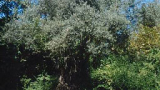 Садят маслинови дървета в Перник