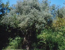 Маслинови градини правят испанци край Петрич