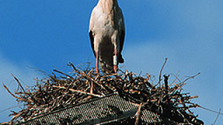33 защитени птици спасиха през 2007 г. в Хасково