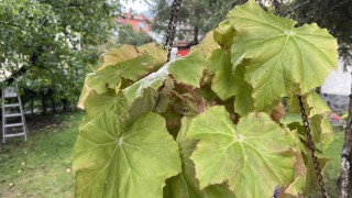 Времето и днес ще се задържи хладно за периода Това