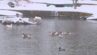 Агенцията по храните умъртви над 100 птици които бяха настанени