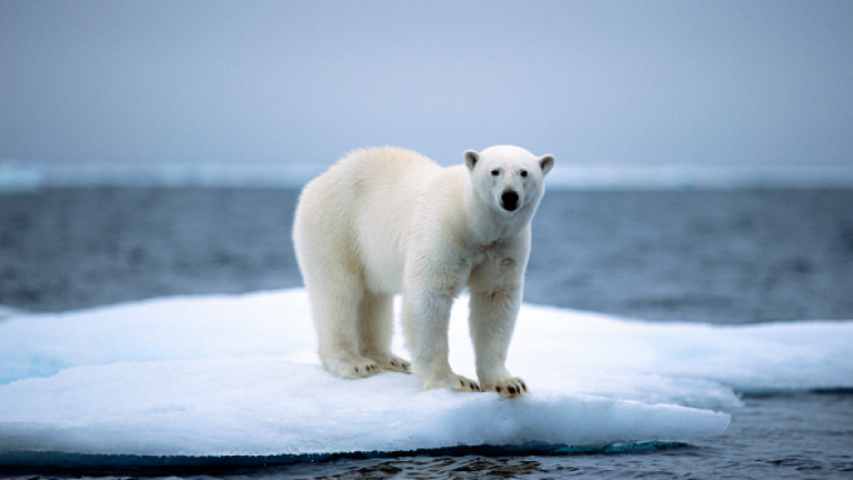 Руски учени обсадени от полярни мечки на малък остров в Северния ледовит океан
