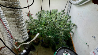 7 души от престъпна група за отглеждане на марихуана и