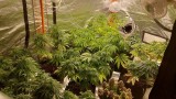  ГДБОП разруши оранжерия за специфичен вид марихуана във Велики Преслав 