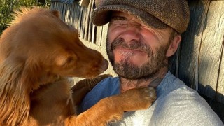 Кучетата на звездите