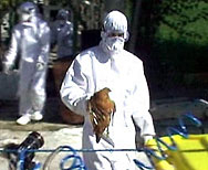 Взимаме мерки заради птичи грип в Румъния 
