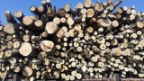 Повече от 640 хил. кубика дърва за огрев предоставени на 88 000 домакинства