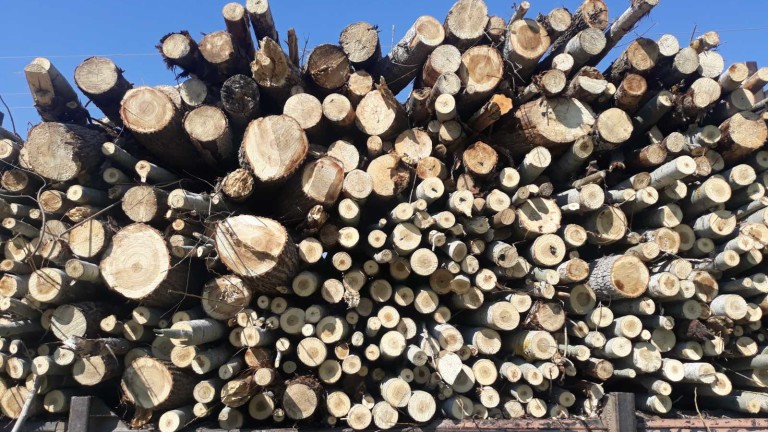 Близо 100 акта съставиха за незаконен дърводобив