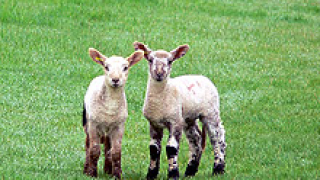 Украйна забрани вноса на овче месо от България